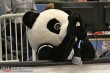 Thumbs/tn_IMG_9007.jpg