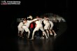 Thumbs/tn_IMG_6494.jpg