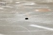Thumbs/tn_IMG_7763.jpg