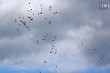 Thumbs/tn_IMG_1290.jpg